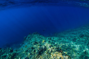 Underwater scene with corals in tropical blue sea.