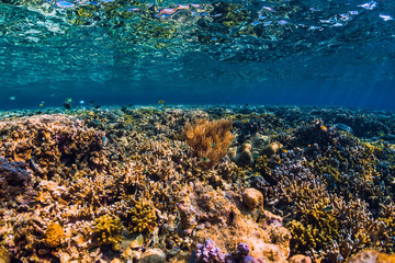 Fototapeta na wymiar Underwater scene with corals and tropical fish in tropical blue ocean.