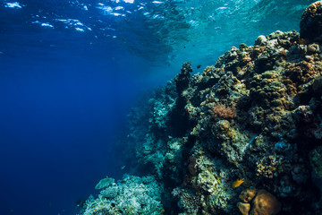 Underwater view with rocks and corals in transparent blue ocean. Underwater landscape
