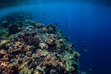 Underwater view with rocks and corals in transparent blue ocean. Underwater landscape