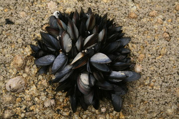 Mussels nest. Nido de mejillones