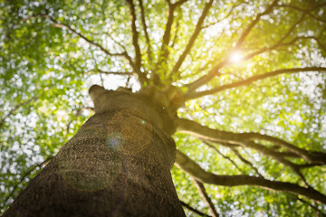 Looking up on Ivory Coast almond tree focus on the bark with len flare