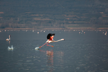 Naklejka na ściany i meble Flamingo in flight on natural day light