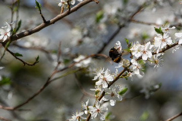 bumblebee are all in the dust of flowers