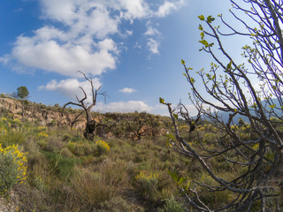 dead trees in the Beninar reservoir