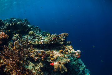 Obraz na płótnie Canvas Underwater view with rocks and corals in transparent blue ocean. Underwater landscape
