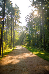 Fototapeta premium sun rays in a forest, way with walking man
