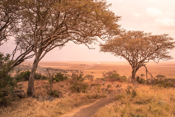 Panorama view to the beautiful bush savannah of Serengeti at sunset, Tanzania - Safari in...
