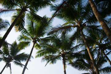 Exotic tropical palm trees at summer, view from bottom up to the sky at sunny day