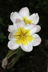 Fototapeta premium lovely white harlequin in spring