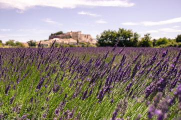 Lavender fields at village Gordes, a small medieval town in Provence, Travel destination in France.