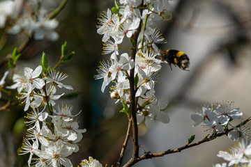 bumblebee are all in the dust of flowers