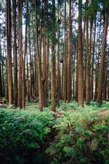 Obraz premium Japanese Cedar and Cypress trees in the forest in Alishan National Forest Recreation Area in Chiayi County, Alishan Township, Taiwan.