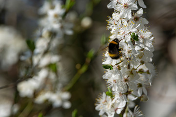 bumblebee are all in the dust of flowers