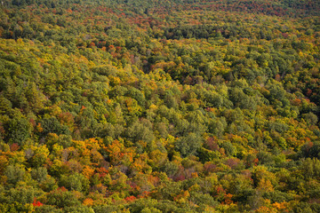 Fall colour seen from above, with telephoto lens, on King Mountain trail in Gatineau Park, near Ottawa, Canada. A forest of trees turning red and orange. Gatineau Park, Quebec, Canada