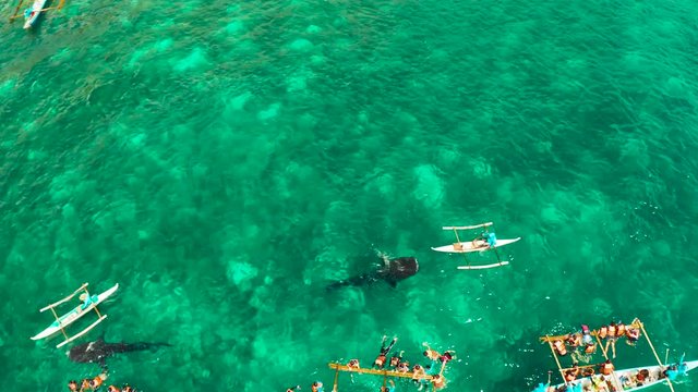Place for diving and snorkeling and watching the whale shark, top view, Oslob, Philippines. Tourists are watching whale sharks.