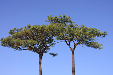 Pine with the clear blue sky background