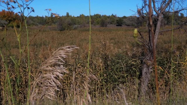 reed grass blue sky background . slow motion 50p