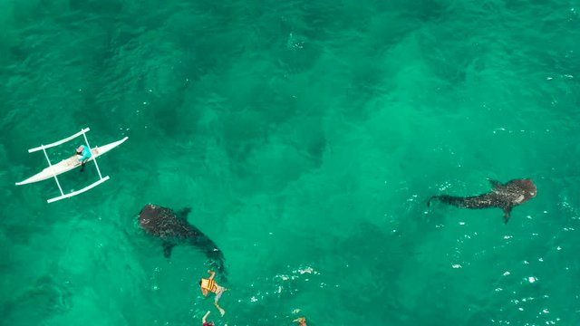 Place for diving and snorkeling and watching the whale shark, top view, Oslob, Philippines. Tourists are watching whale sharks.