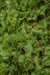 Natural coniferous wood texture. Green fir branches. The concept of ecosystem and healthy...