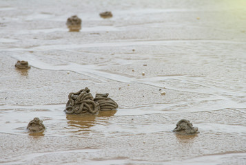 shit form sand worm inside on a beach