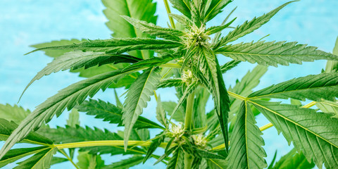 Naklejka na ściany i meble A panorama of flowering cannabis buds, macro photo on a blue bakground