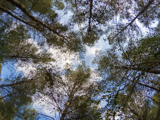 Obraz premium A zenith photo of a pine forest