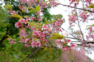 Wild Himalayan Cherry at Nan, North of Thailand. Prunus cerasoides. Blossom of pink king tiger flowers or thai cherry blossom (Thai Sakura). Selected focus