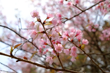 Wild Himalayan Cherry at Nan, North of Thailand. Prunus cerasoides. Blossom of pink king tiger flowers or thai cherry blossom (Thai Sakura). Selected focus