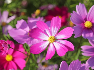 Fototapeta premium 元気に咲き誇る秋桜たち