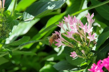 蜂がペンタスの花にとまっている