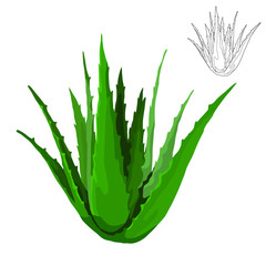 Naklejka premium aloe vera vector