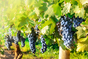 Wine grapes at a vineyard right before the autumn harvest, toned image, selective focus
