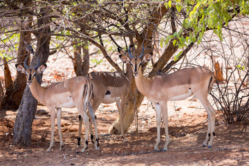 Three impala antelopes standing under the shadow of a tree, Namibia, Africa