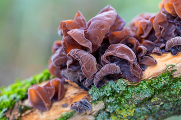 Mushrooms on a tree trunk. Non edible mushrooms, growing mainly at the fallen tree in autumn fall season