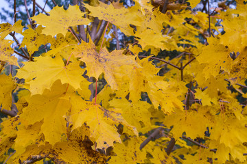 Golden maple leaves under the autumn sun