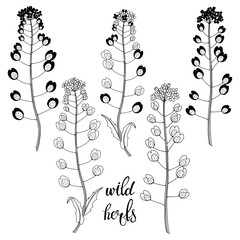Wild herbs.Sketch.Hand drawn outline and silhouette vector illustration, isolated floral elements for design on white background.