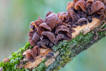 Mushrooms on a tree trunk. Non edible mushrooms, growing mainly at the fallen tree in autumn fall season
