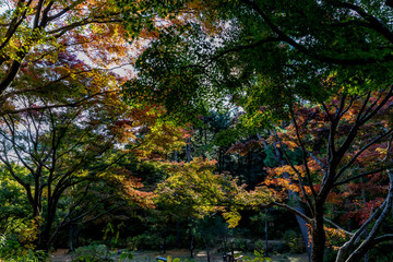 日本の秋の風景、もみじと色づき始めた山々