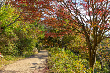 Obraz premium 日本の秋の風景、もみじと色づき始めた山々