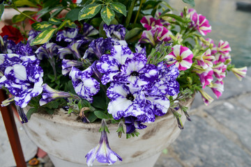 A Beautiful bouquet of flowers in a bucket. 