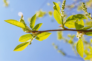 bird cherry branch (Prunus padus) with buds in spring