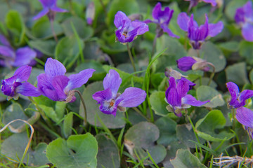 Fototapeta premium background of violet flowers violet fragrant (Viola odorata)