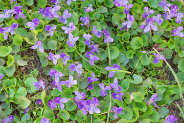 background of violet flowers violet fragrant (Viola odorata)