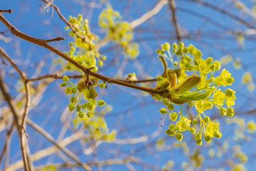maple branch (Acer platanoides) blooming in spring
