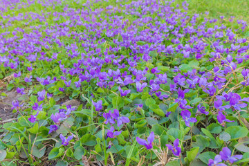 background of violet flowers violet fragrant (Viola odorata)