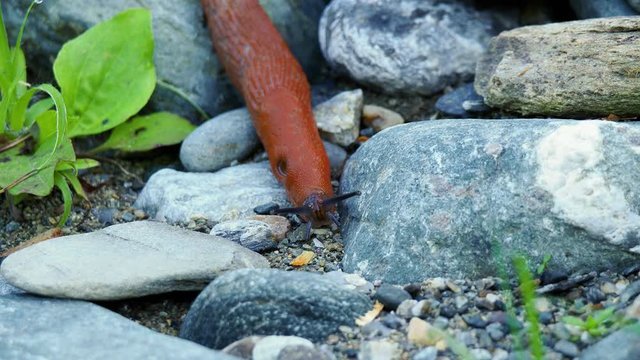 Close up large red slug