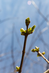 branch of lilac (Syringa vulgaris) with blooming buds