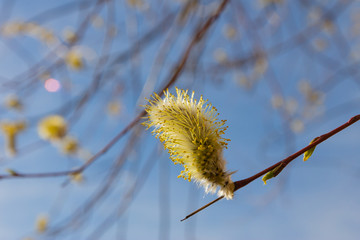 willow branch (Salix acutifolia) with buds