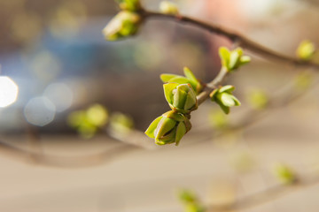 branch of lilac (Syringa vulgaris) with blooming buds